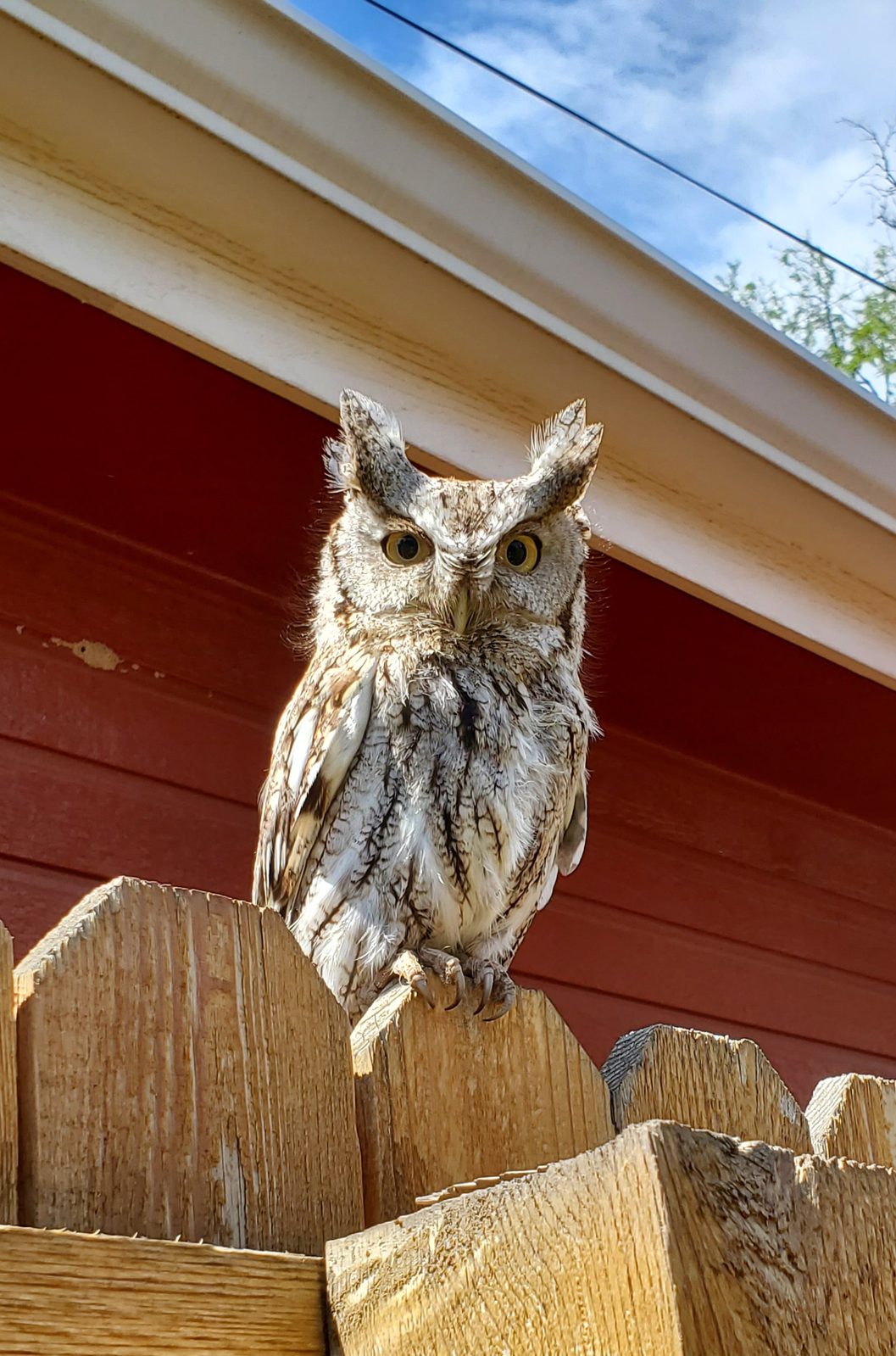 Western Screech Owl