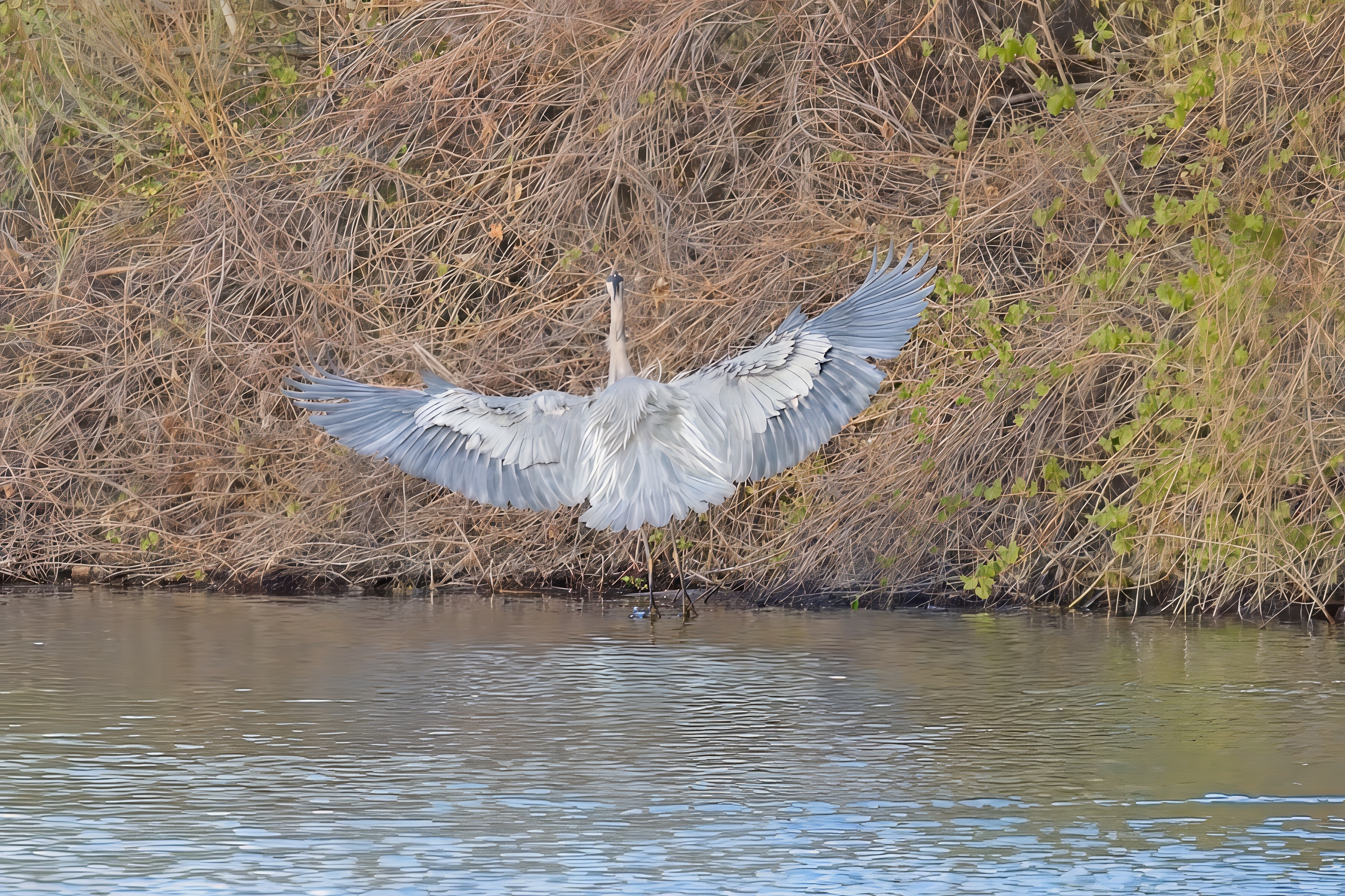 Fw: Common Mergansers and Great Blue Heron at Chatfield