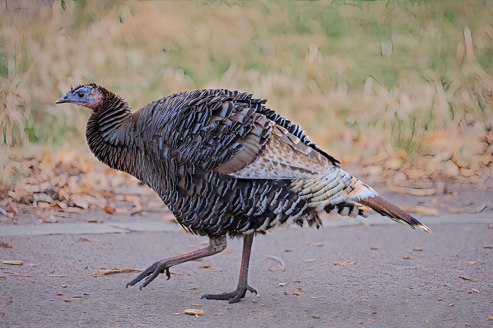 Turkeys at Chatfield