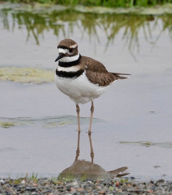 Killdeer
