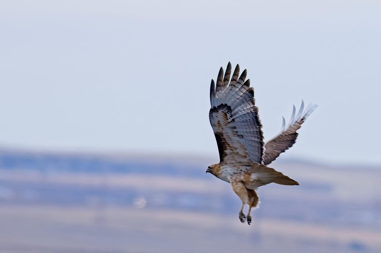 Red-Tailed Hawk and Pelicans at Chatfield