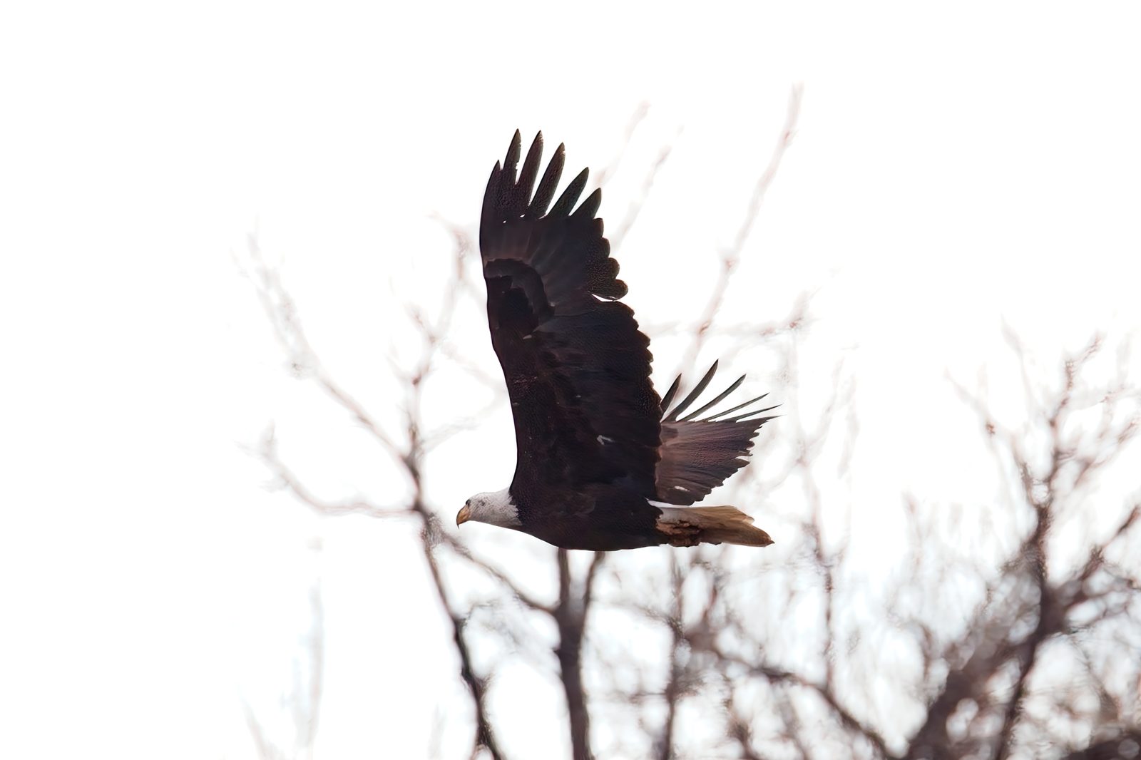 Bald Eagles at Chatfield