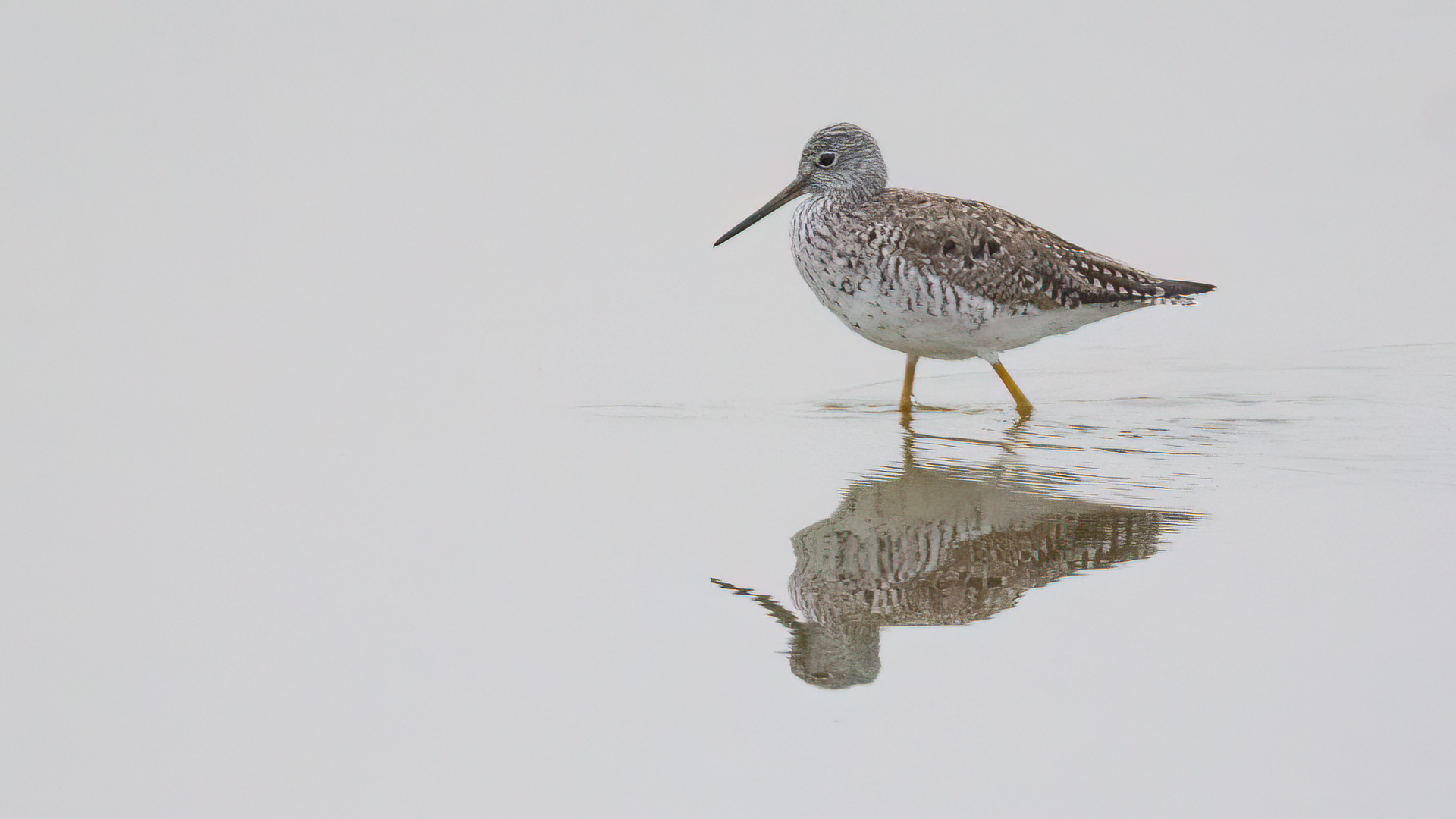 Greater Yellowlegs