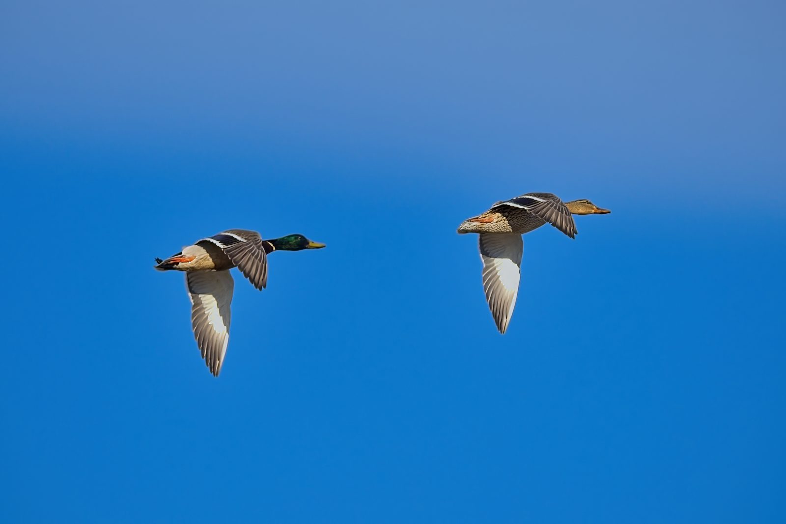 Two Mallards flying at Chatfield