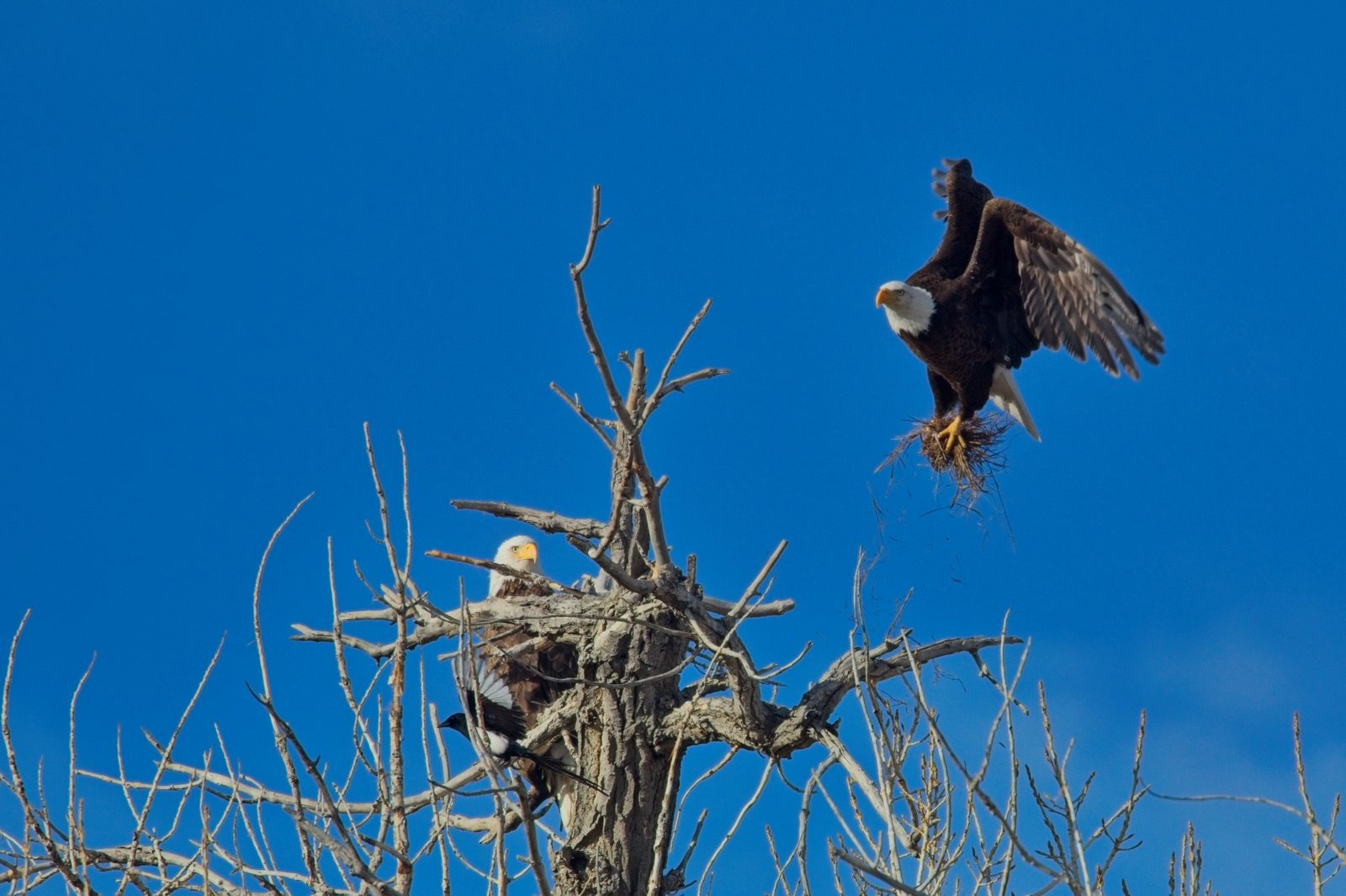 Bald Eagles at Chatfield building a nest