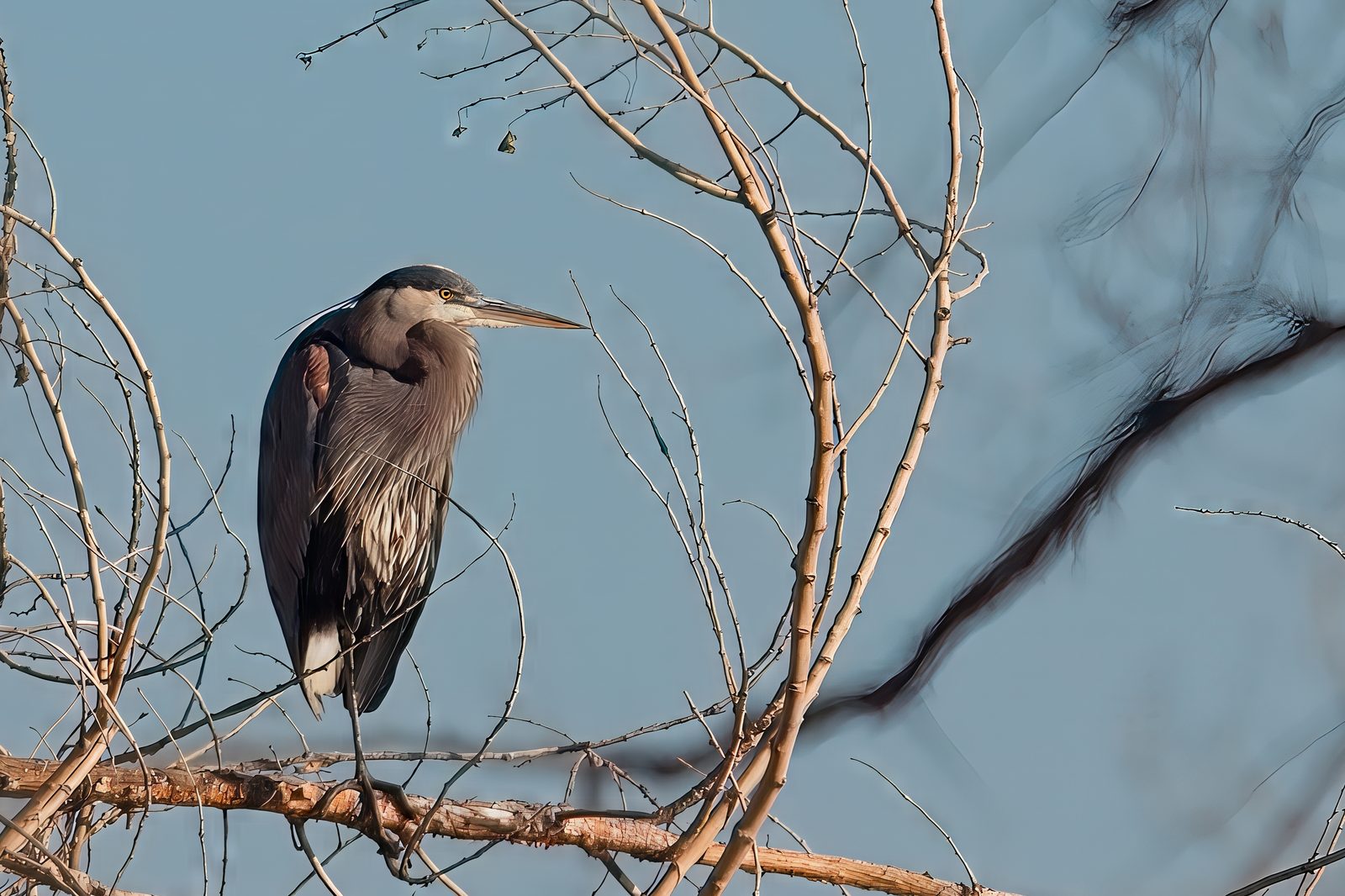 Heron and mystery ducks at Chatfield