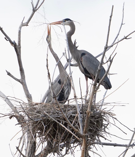 Great blue Heron