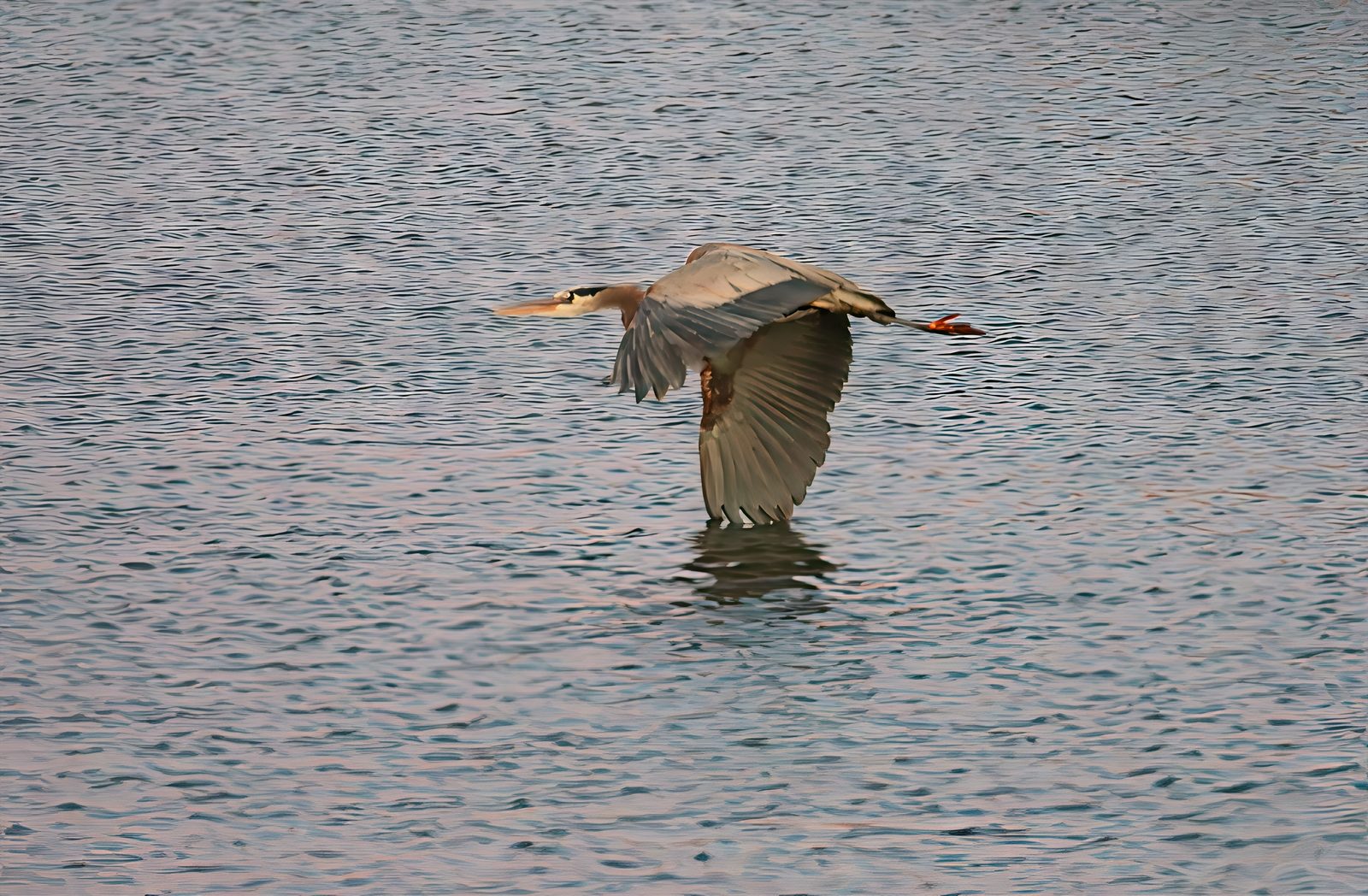 Herons at the dog park