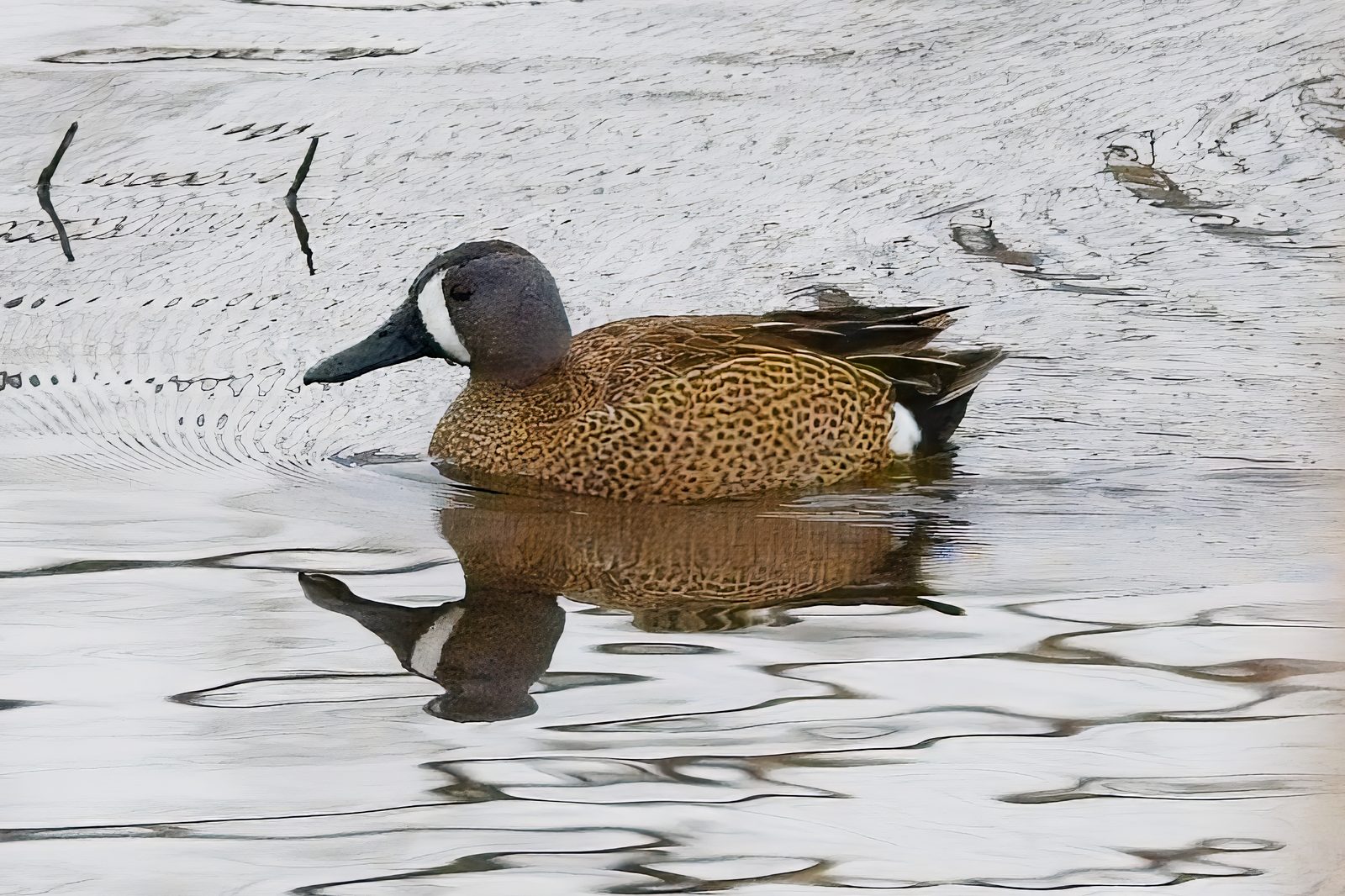 Blue-Winged Teal and Common Merganser at Chatfield
