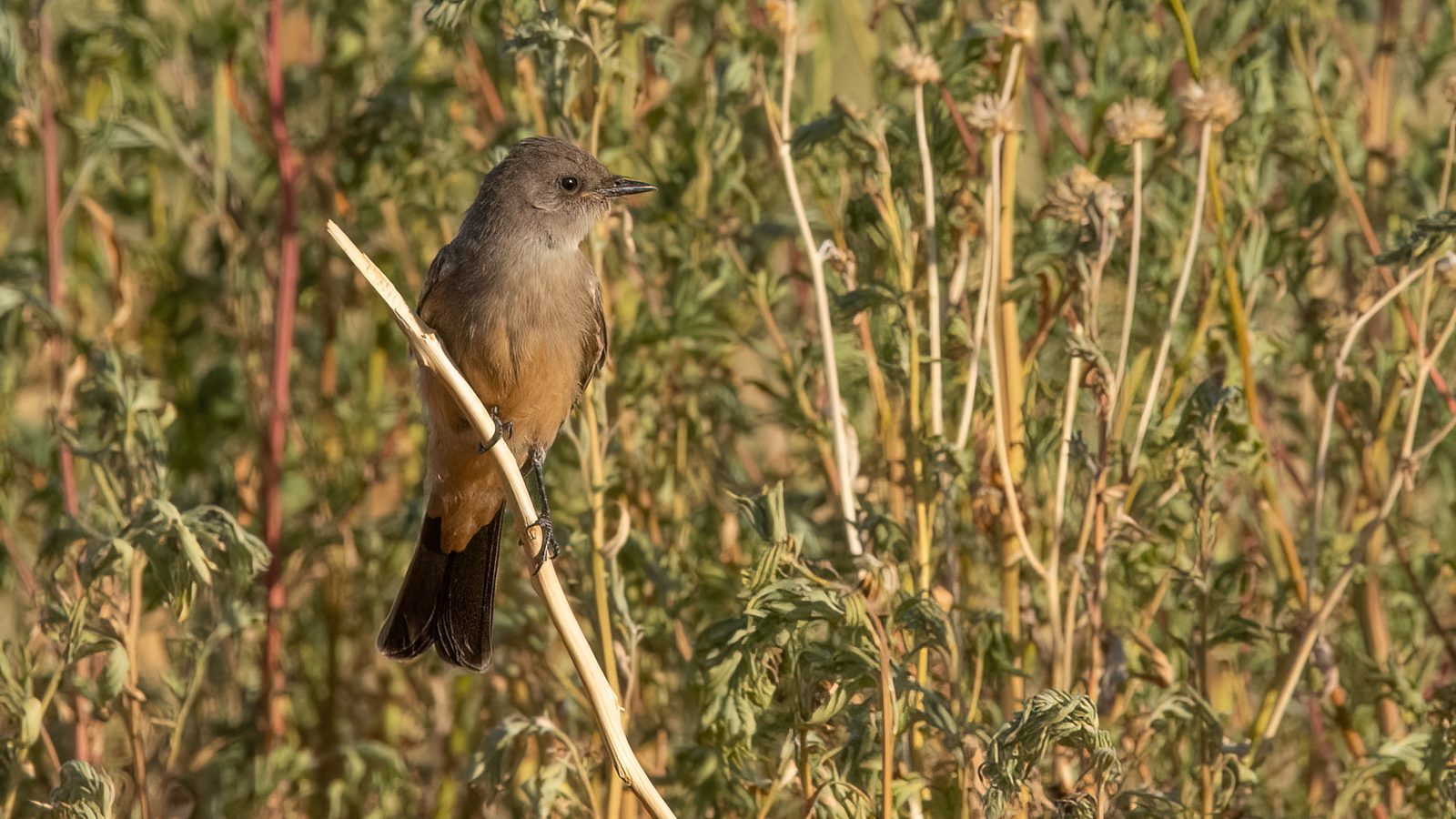 Say's Phoebe