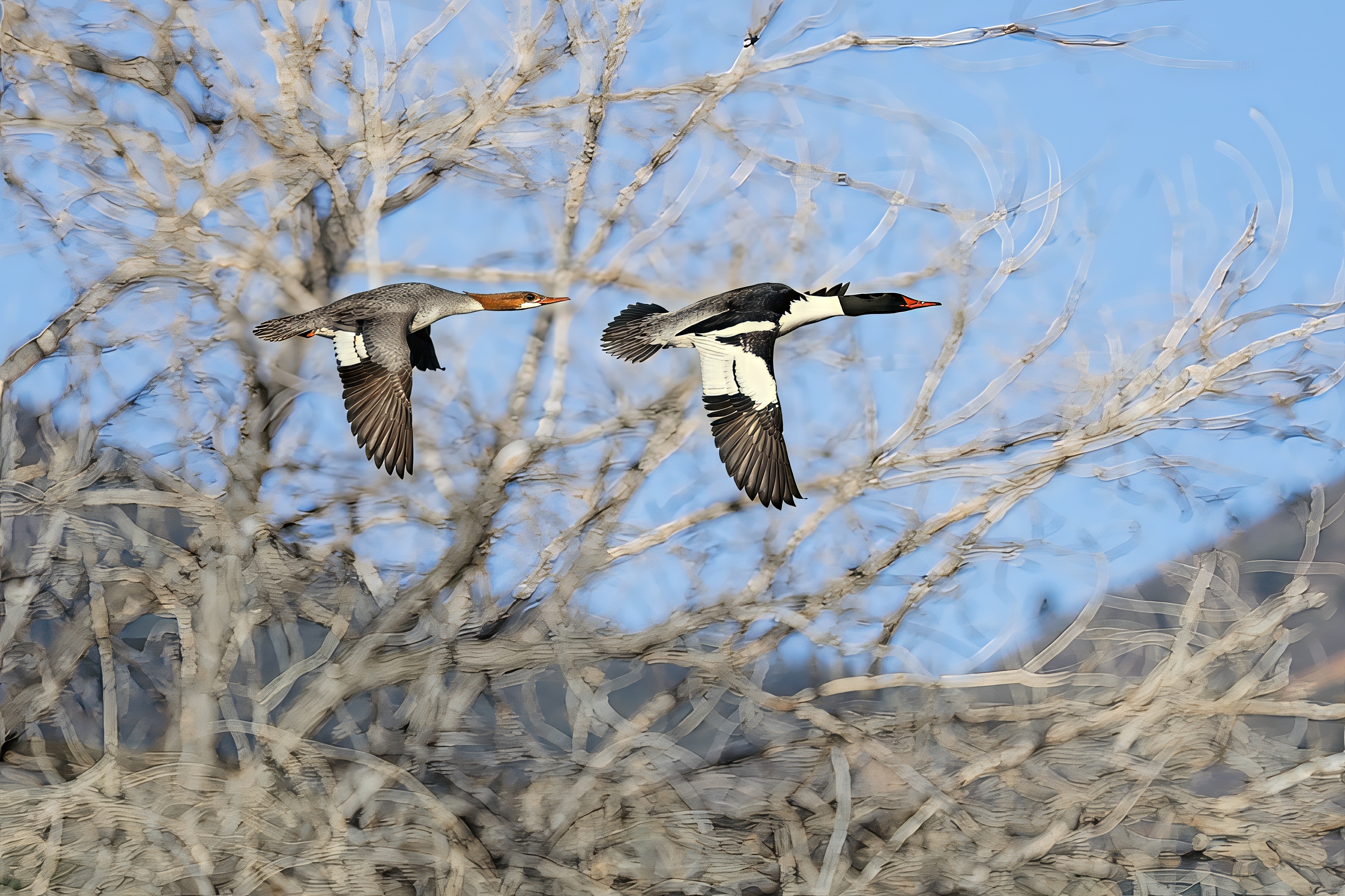 Fw: Common Mergansers and Great Blue Heron at Chatfield