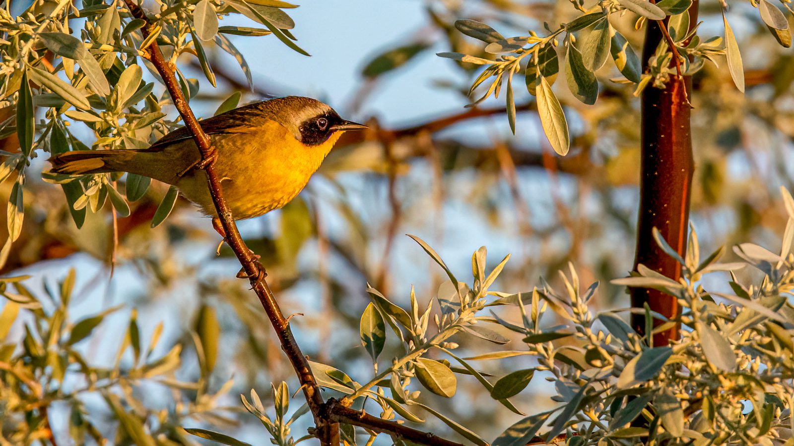 Common Yellowthroat
