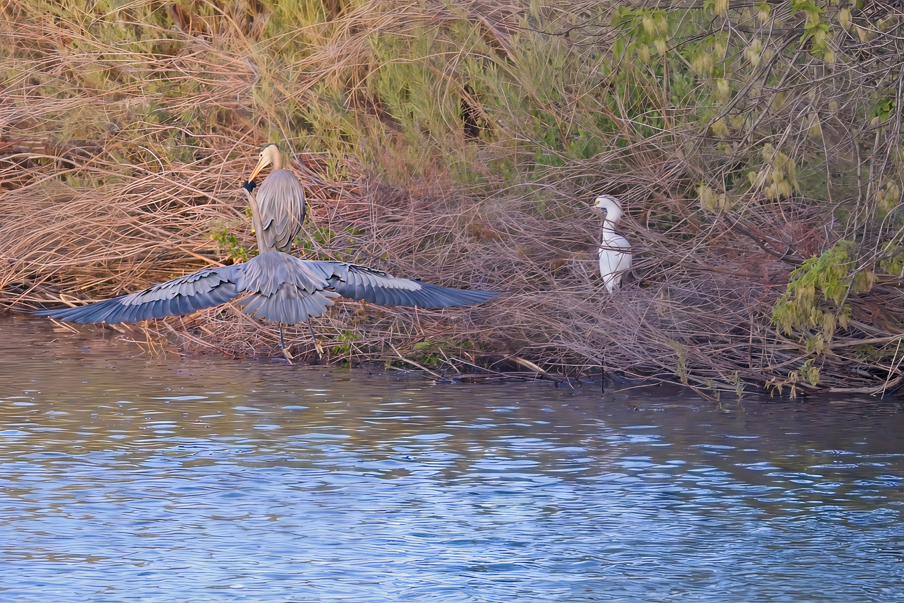 Fw: Night Heron and Snowy Egret at the dog park