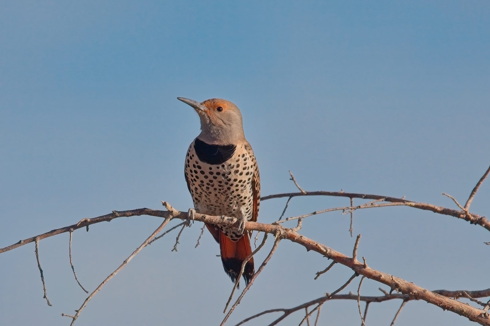 Bald Eagles and Northern Flicker at Chatfield