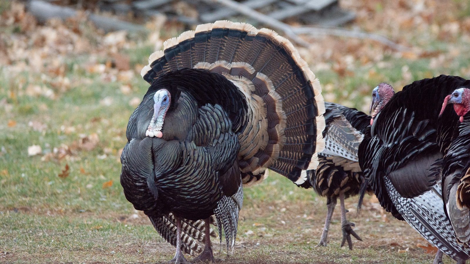 Wild Turkey