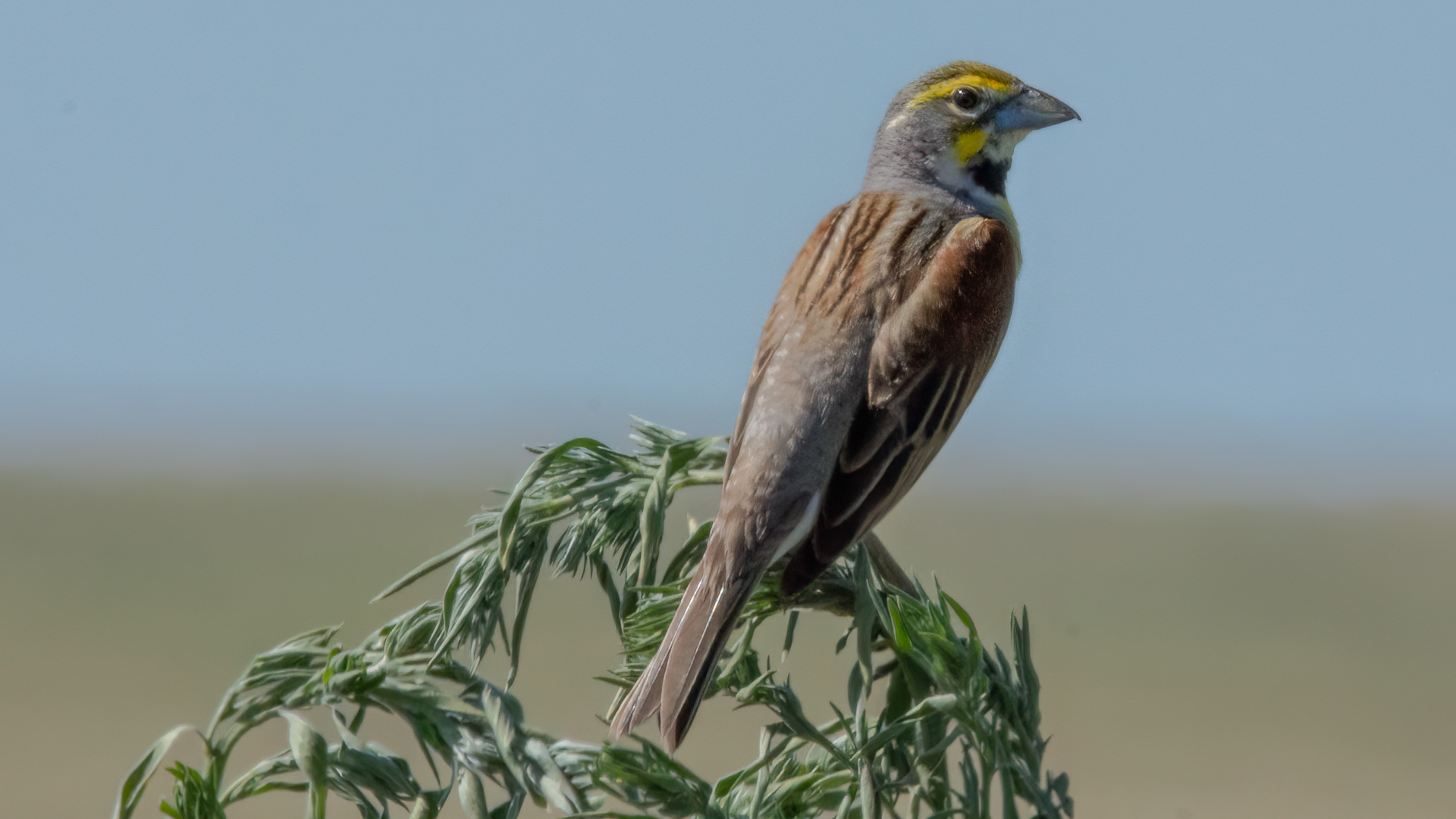 Dickcissel