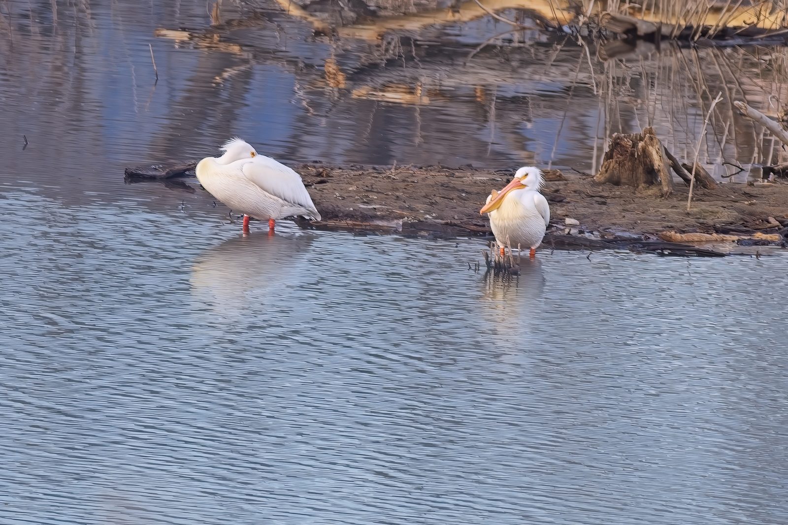 Red-Tailed Hawk and Pelicans at Chatfield