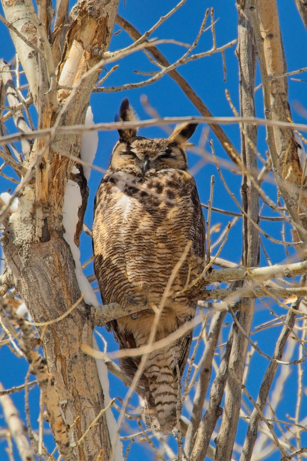 Owls at Chatfield