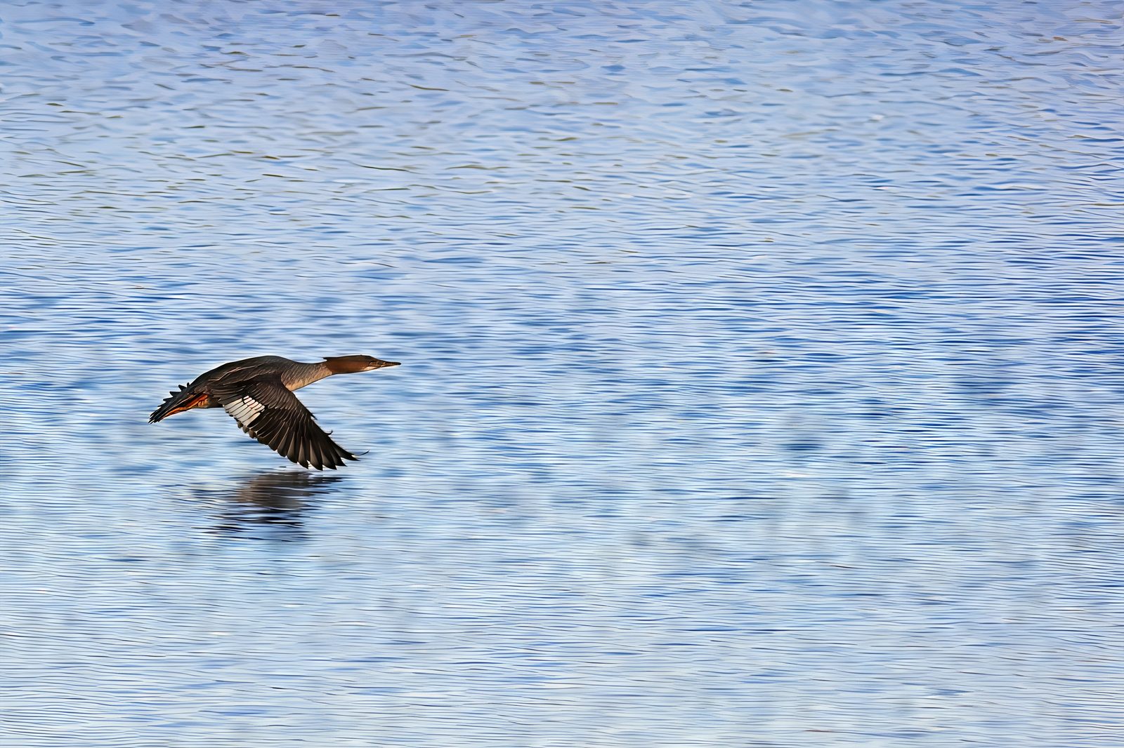 Common Merganser at the dog park
