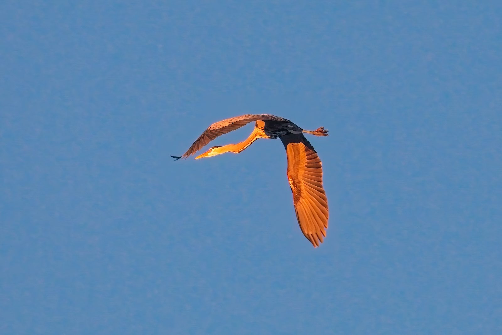Great Blue Herons flying at the dog park