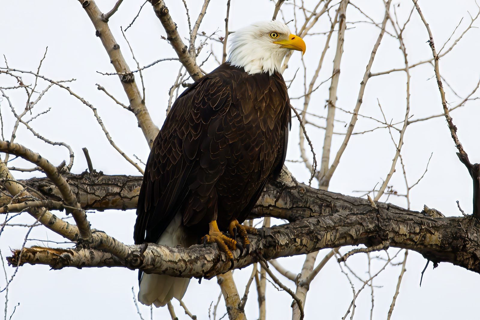 Bald Eagle at Chatfield