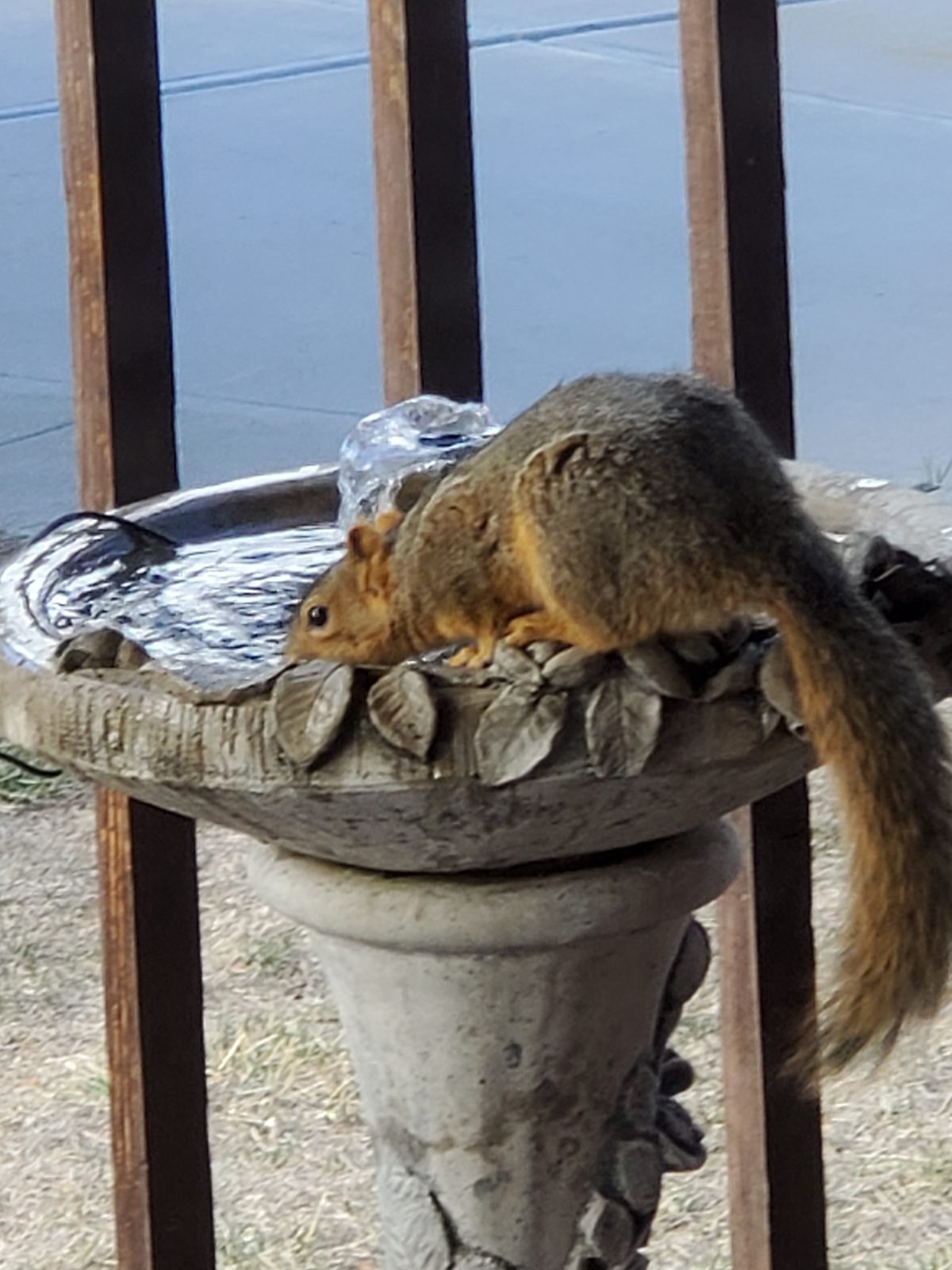 Everyone needs water this year!