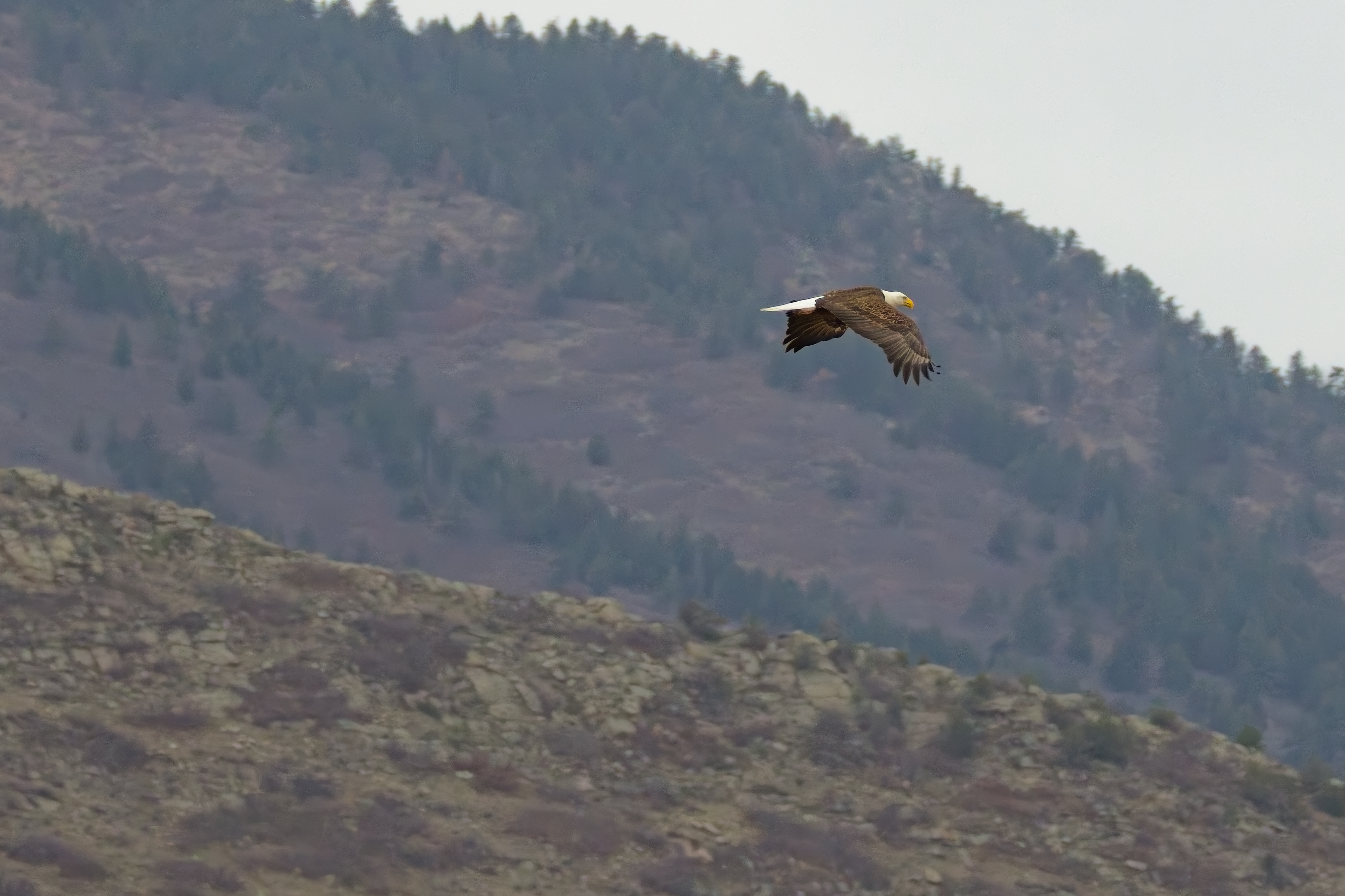 Fw: Bald Eagle and Pelican at Chatfield