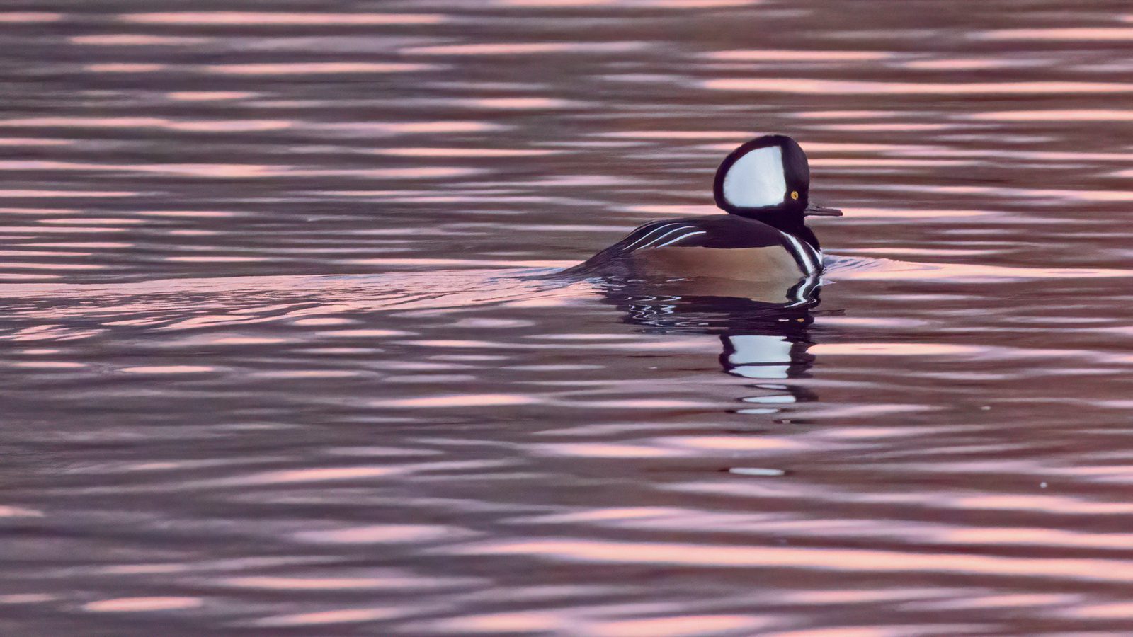 Hooded Merganser