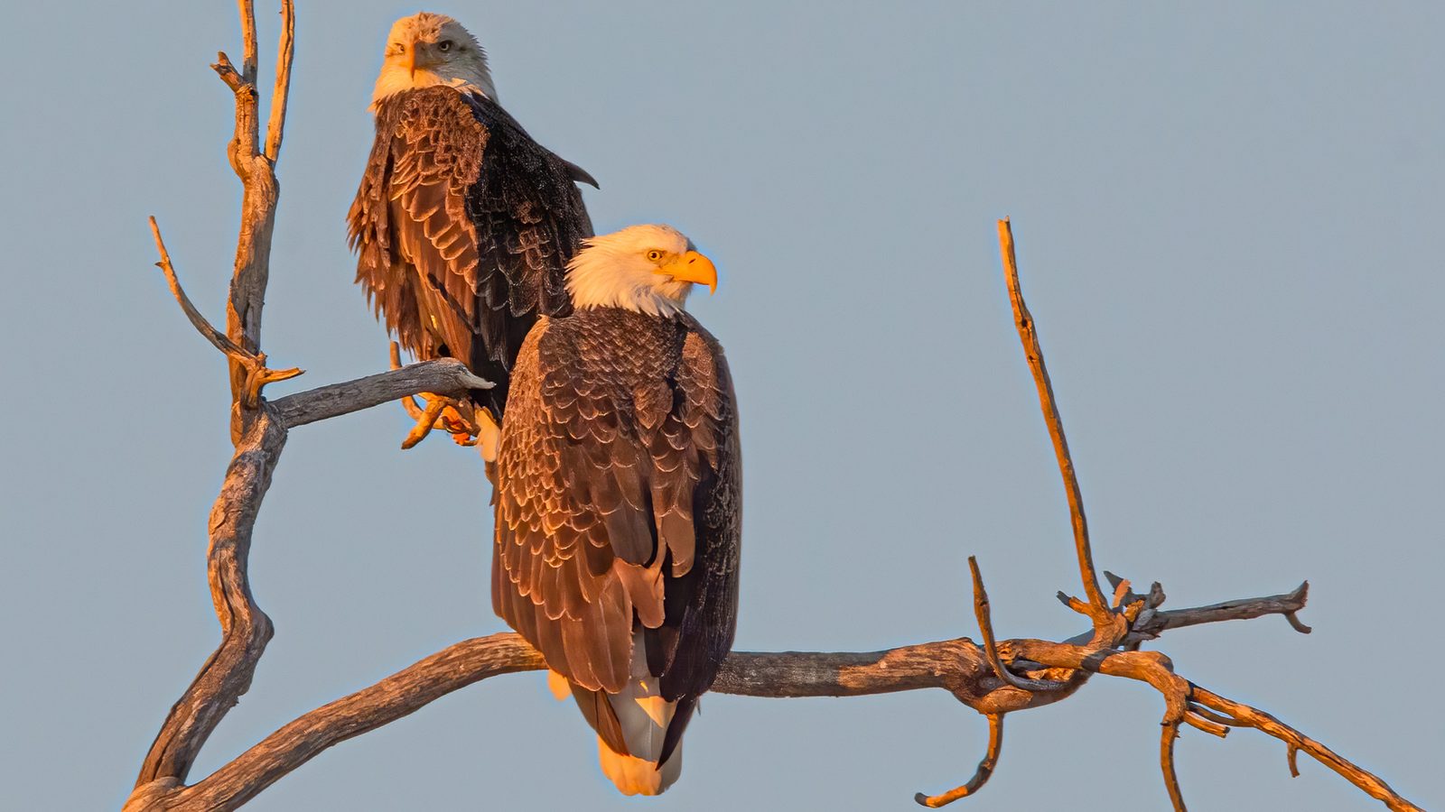 Bald Eagles