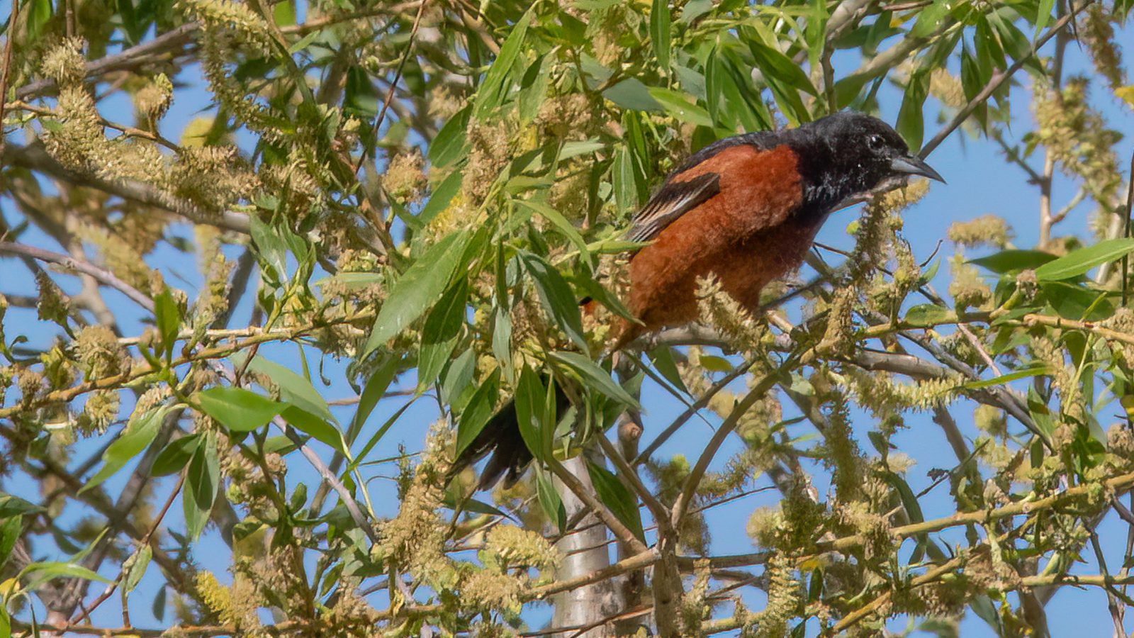 Orchard Oriole