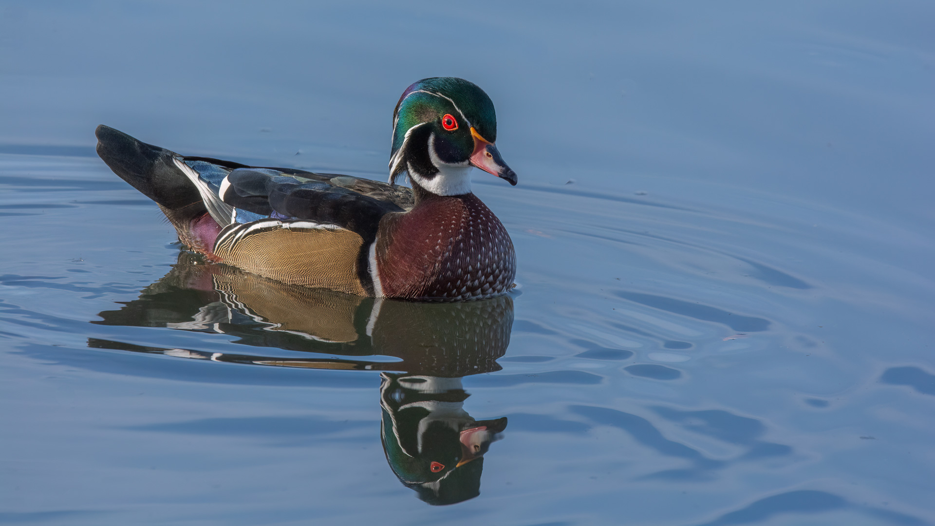 Wood Duck