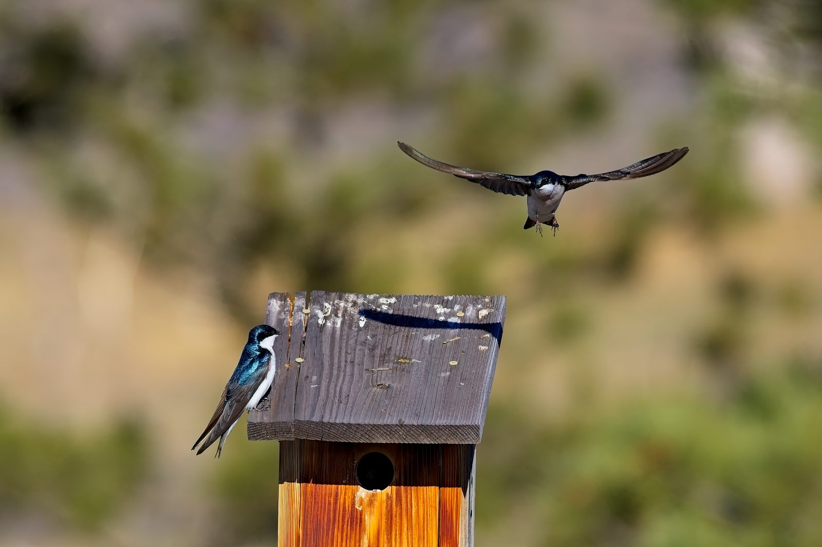 Tree Swallows at Chatfield