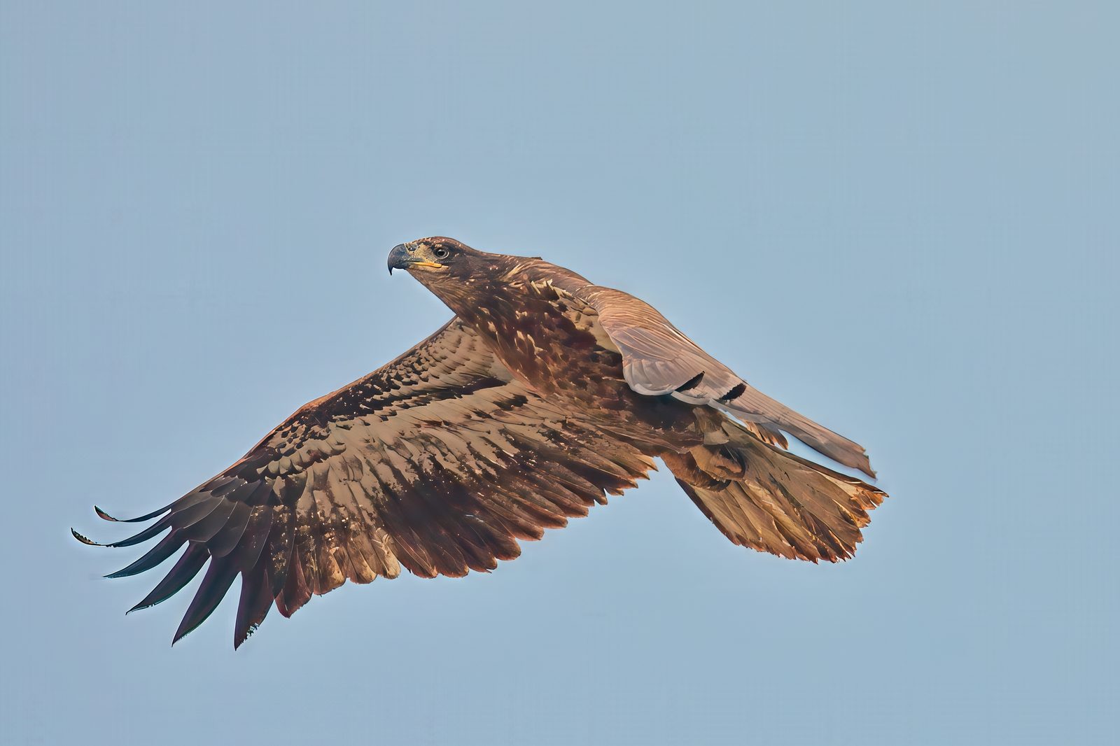 Immature Bald Eagle at the dog park