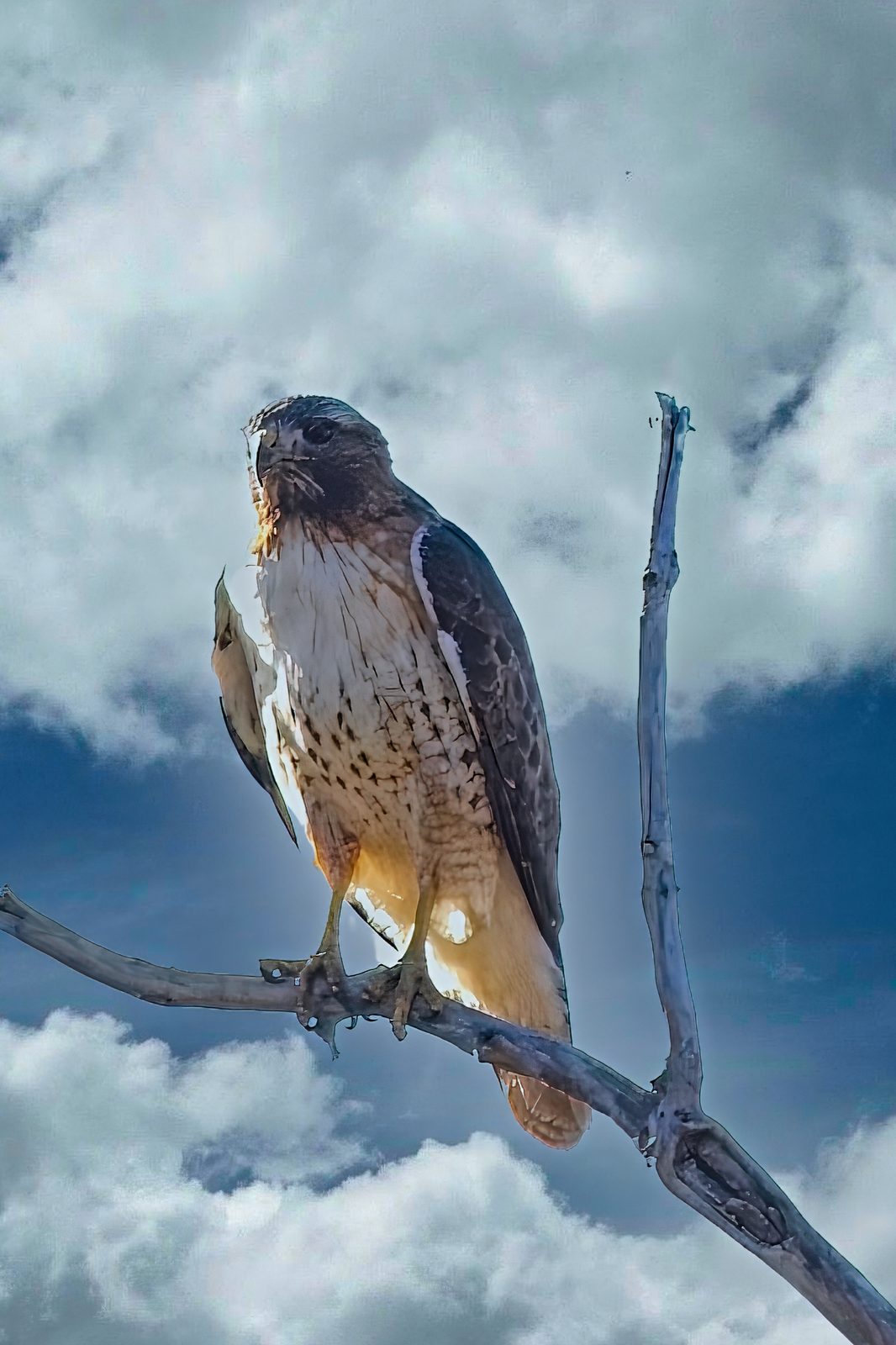 Does anybody know what kind of hawk this is?
