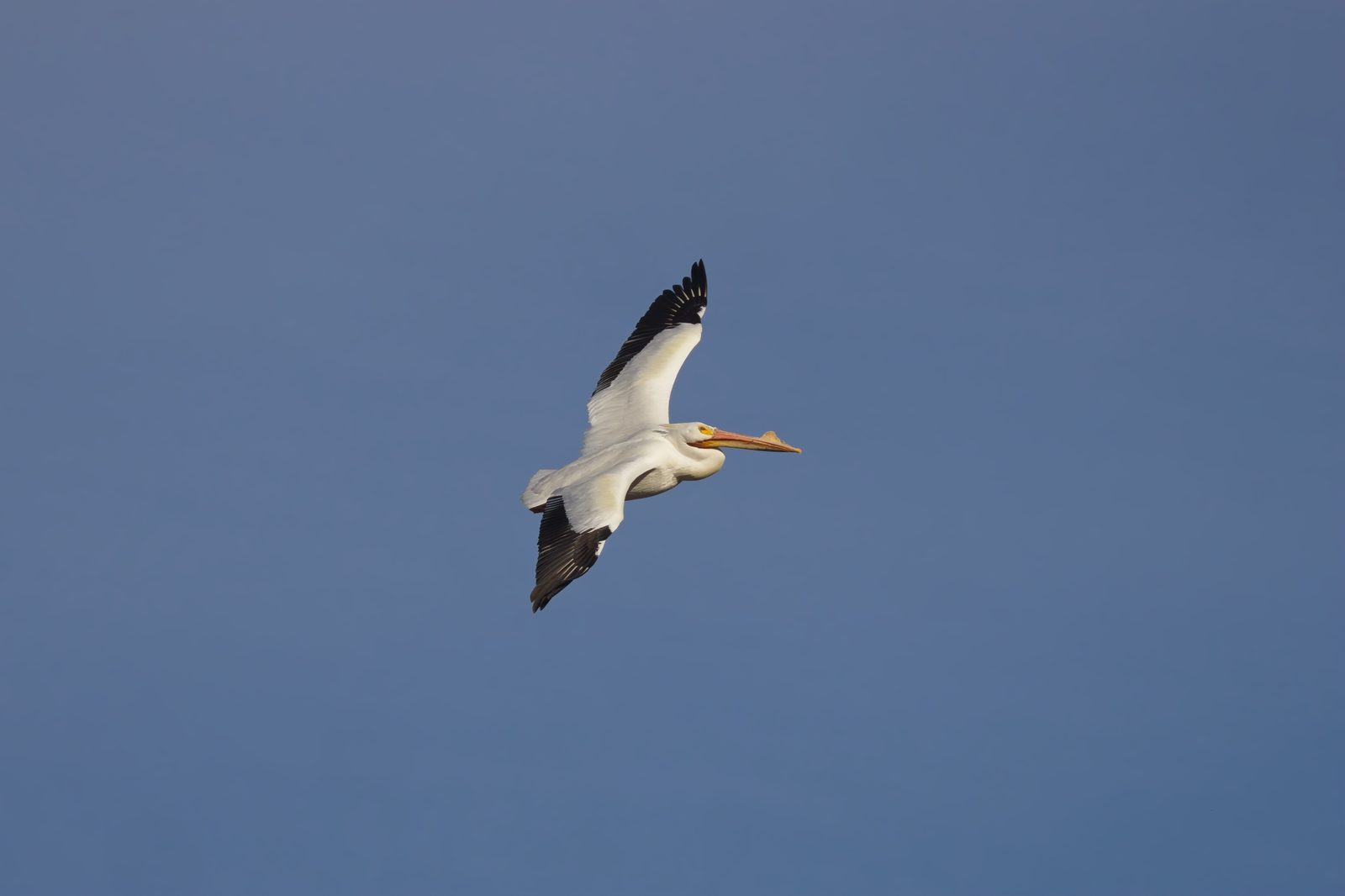 Common Merganser and Pelican at Chatfield