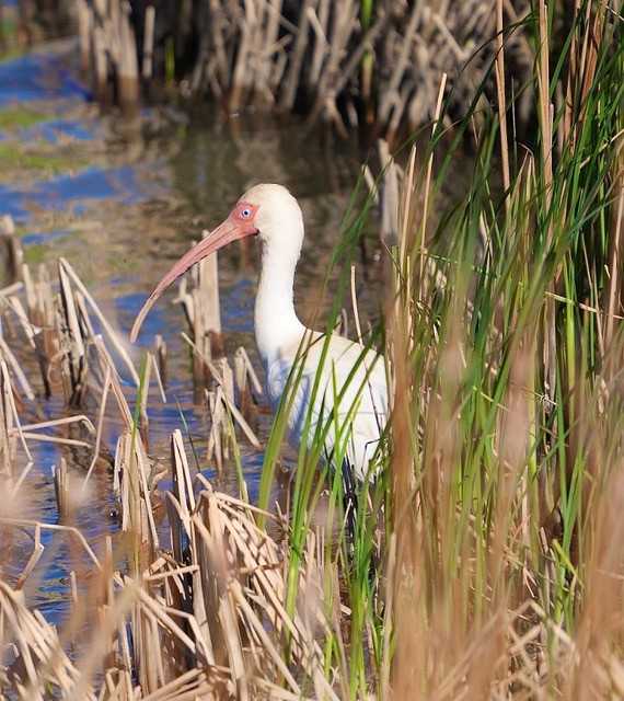 White Ibis