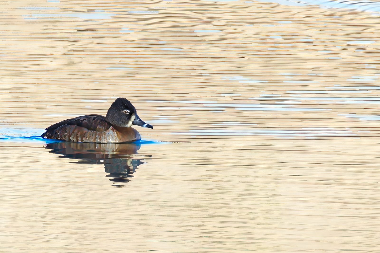 Mystery duck at Chatfield