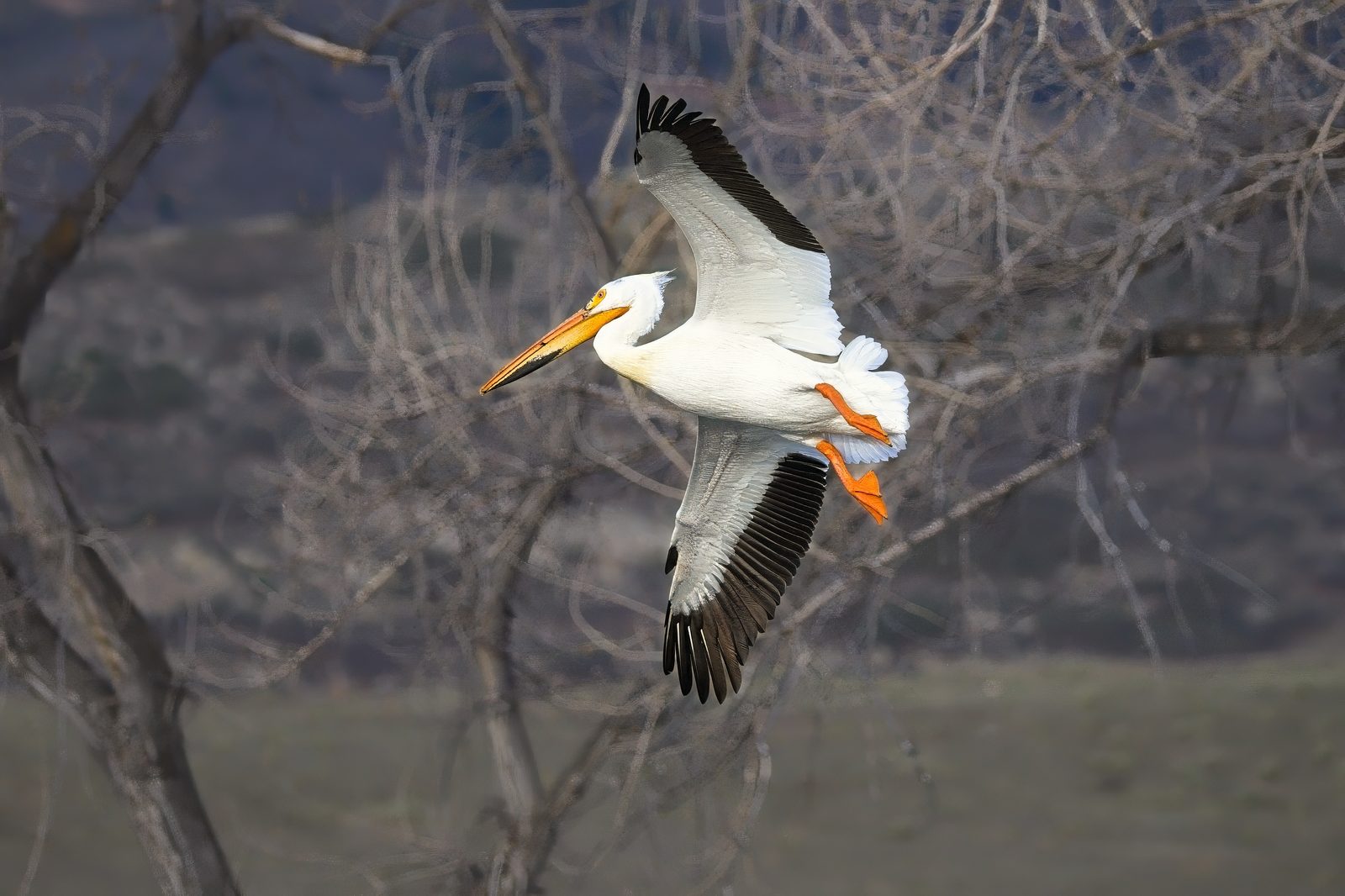 Cormorant and Pelican flying at Chatfield