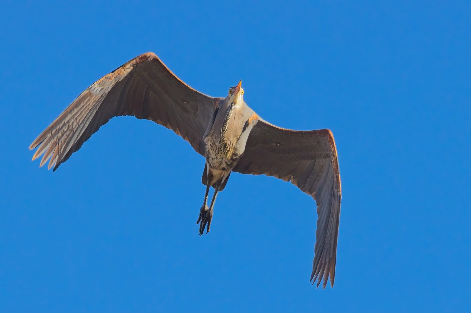 This Heron flew right over me this morning