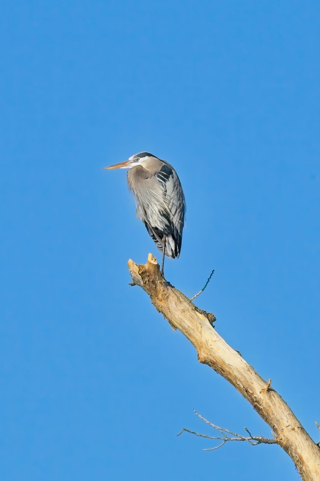 Heron and Hooded Merganser at Chatfield