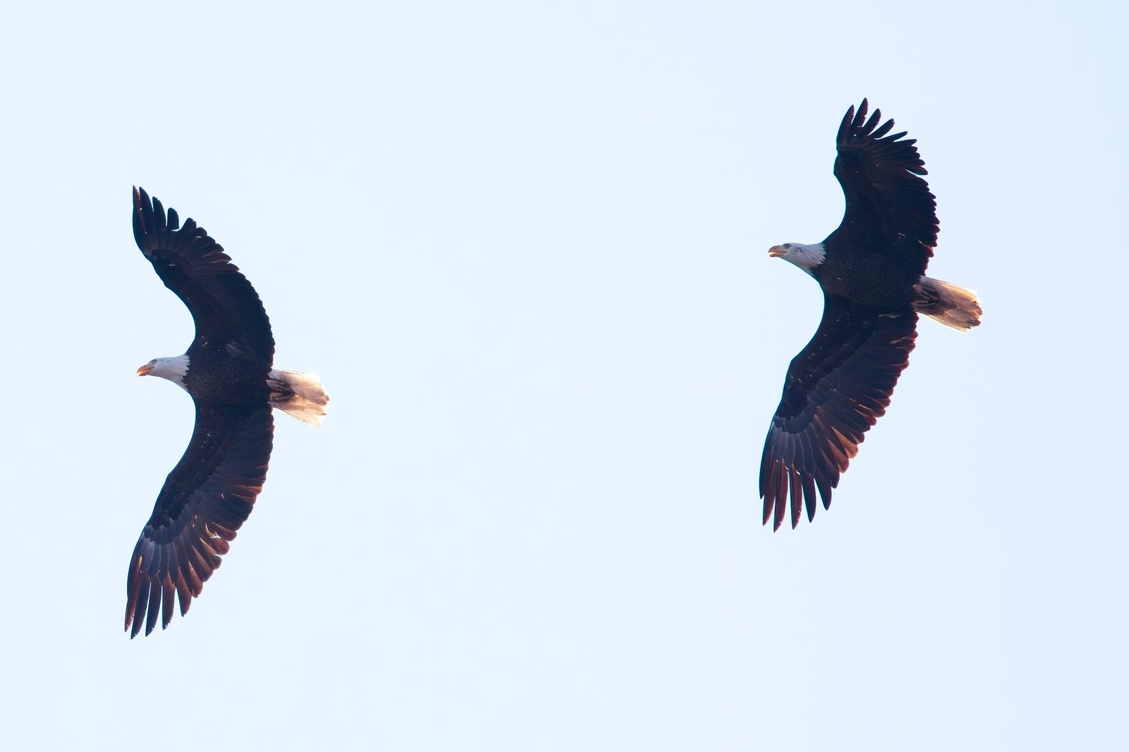 Bald Eagles and Northern Flicker at Chatfield