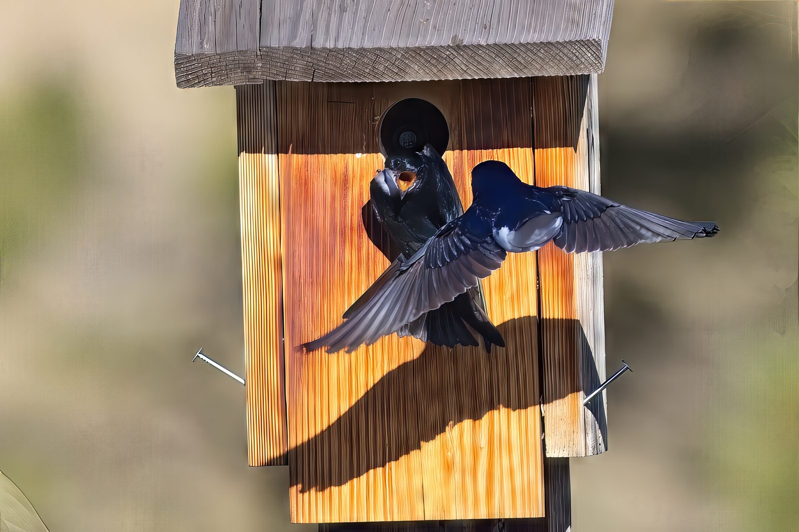 Tree Swallows at Chatfield