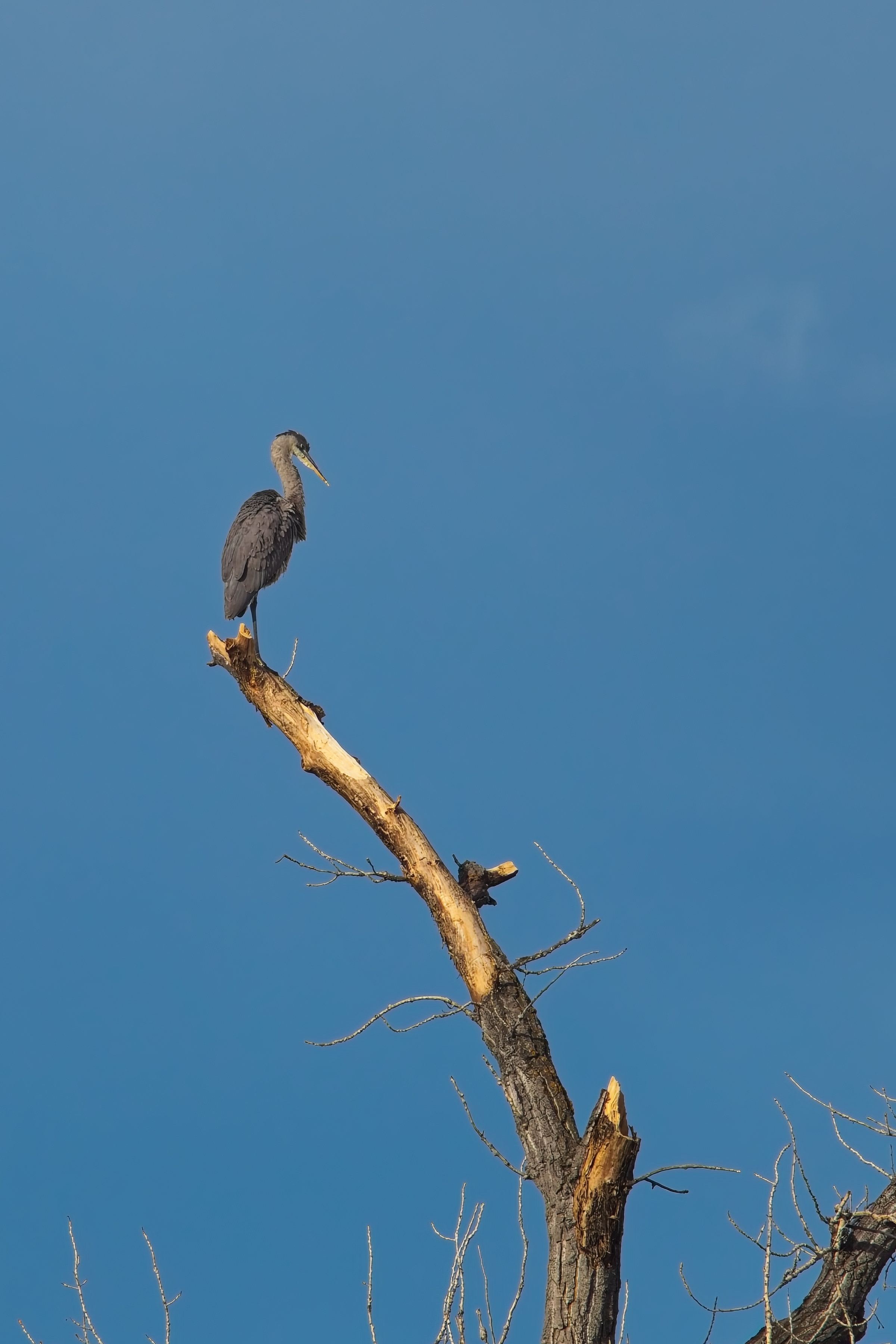 Fw: Great Blue Heron and Horned Lark at Chatfield