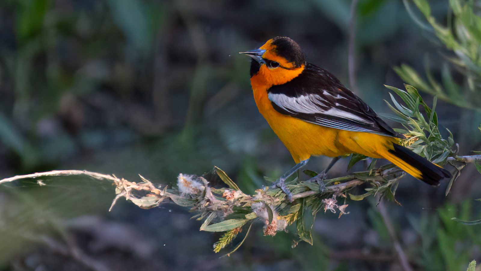 Bullock's Oriole