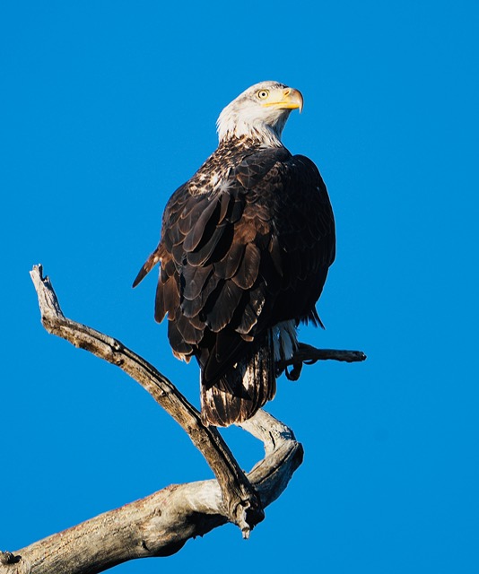Bald Eagle