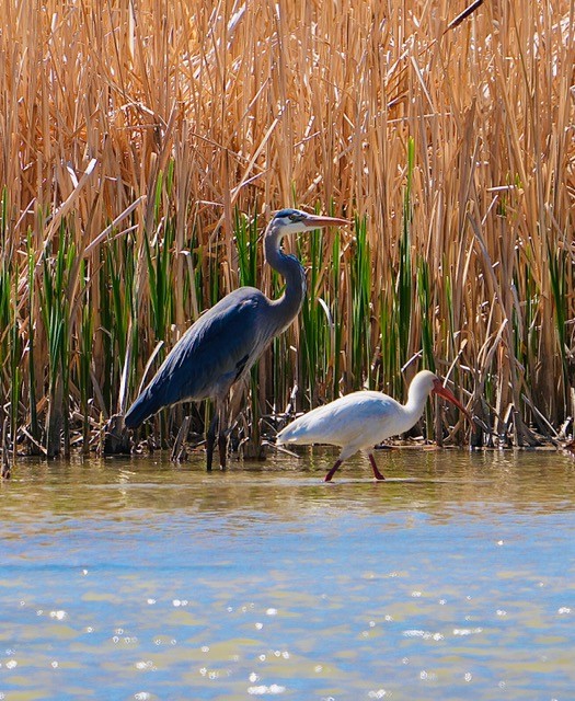 White Ibis