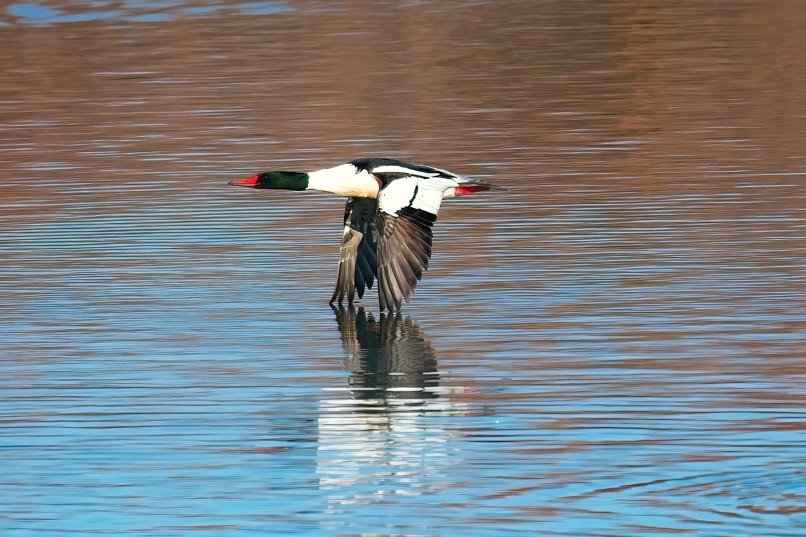 Common Merganser at Chatfield