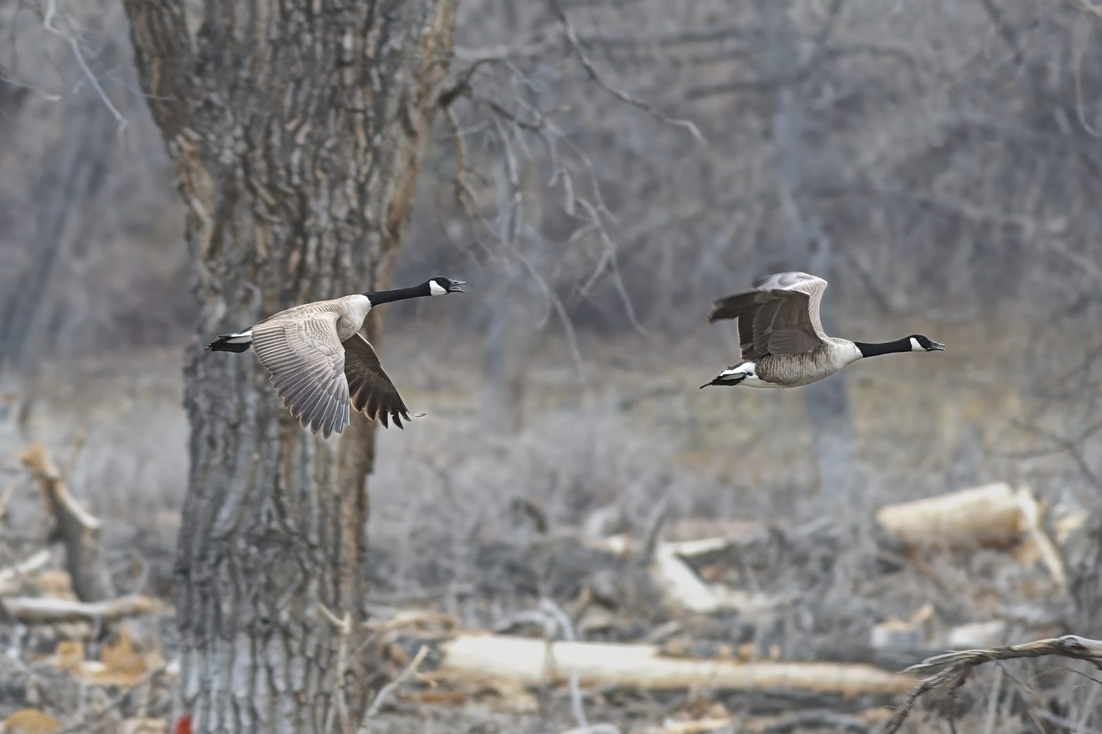 Mystery duck and Geese flying at Chatfield