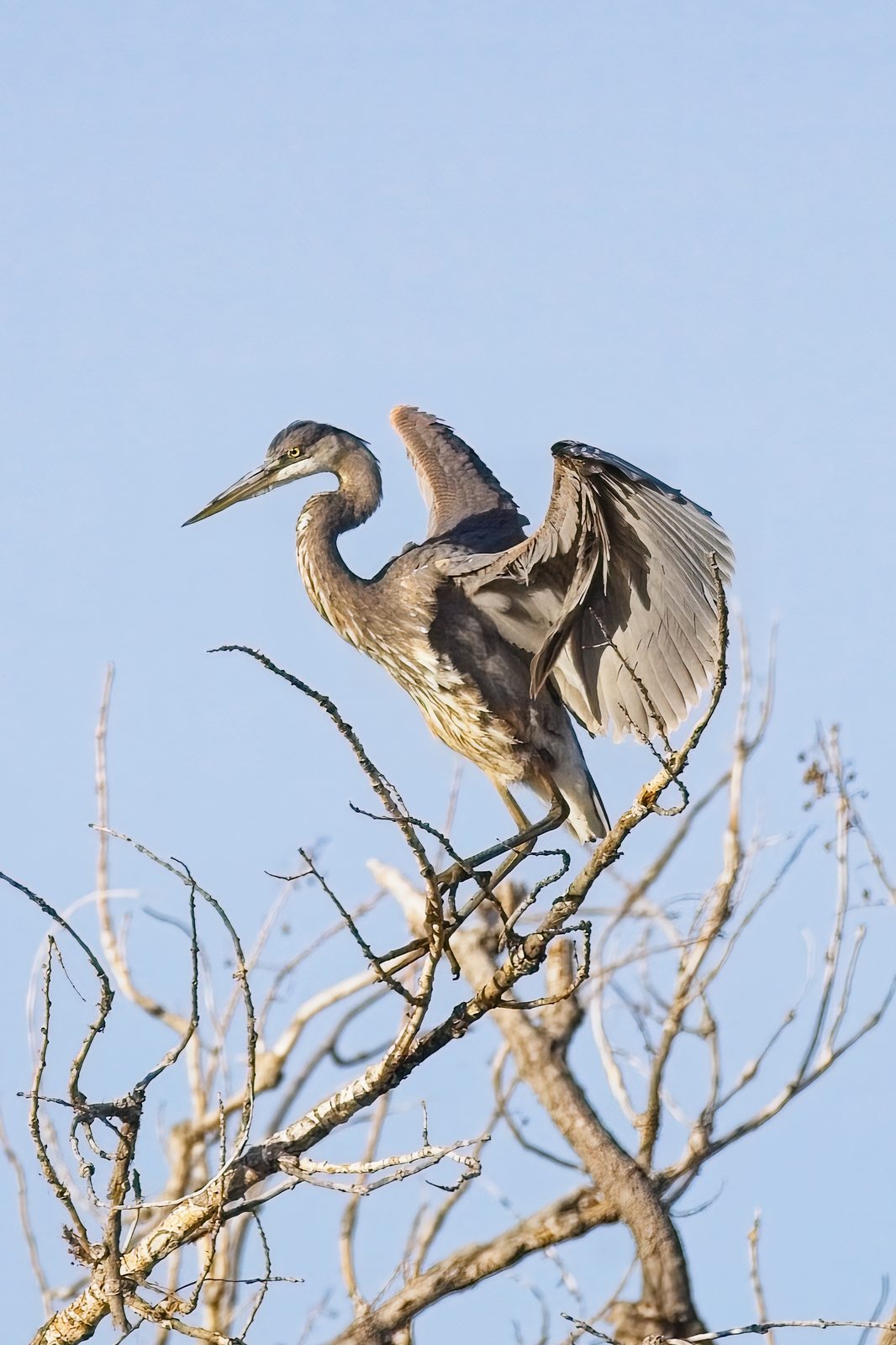 Great Blue Heron in a tree at Chatfield