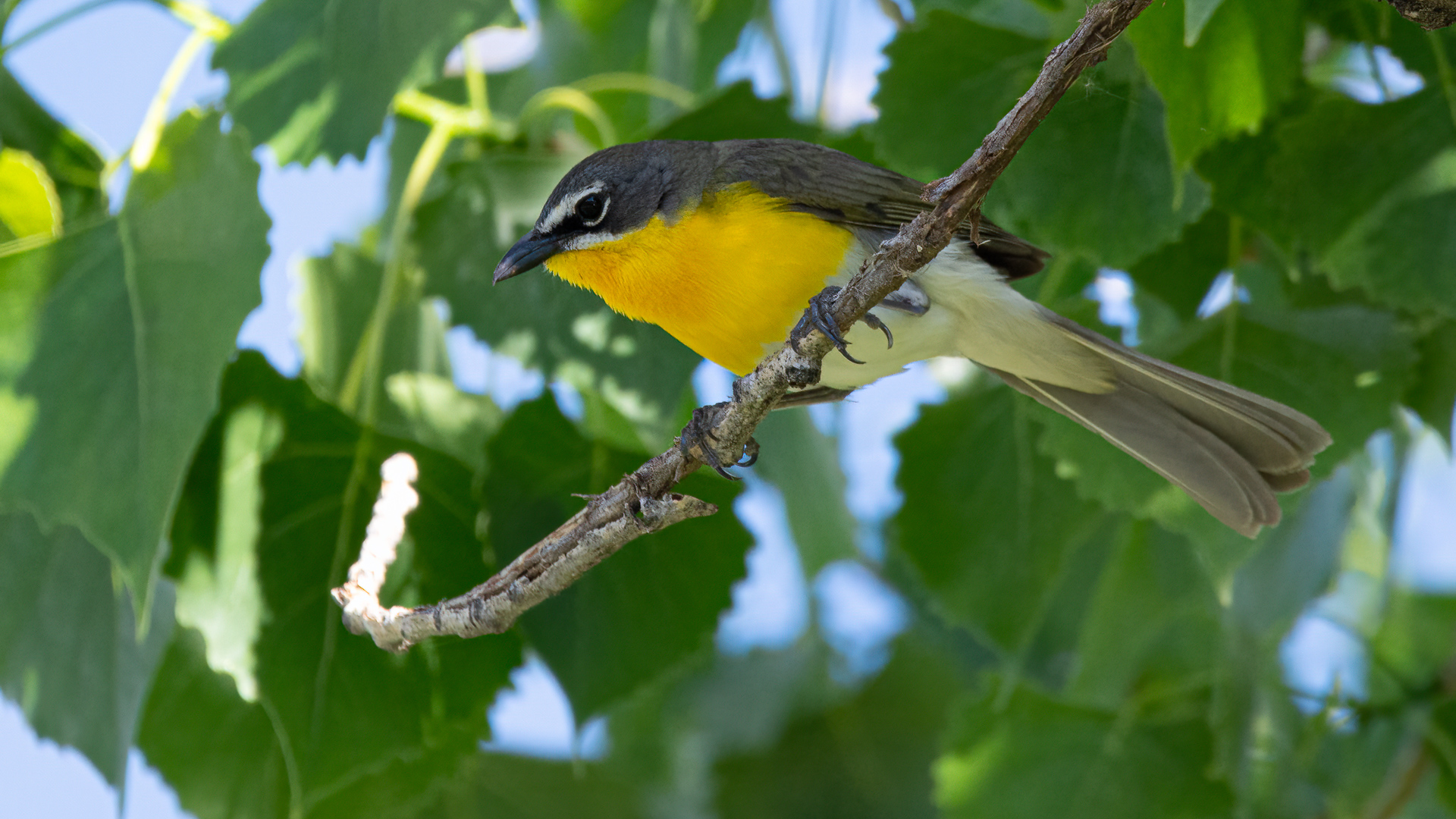 Bird Photos